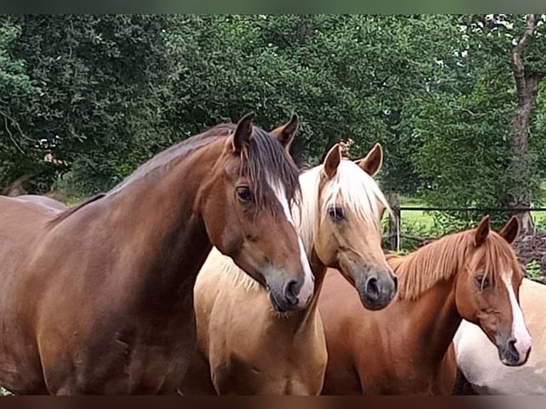 Franches-Montagnes Jument 4 Ans 153 cm Bai brun in Bremen