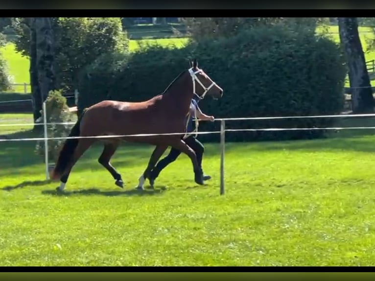 Franches-Montagnes Jument 4 Ans 153 cm Bai in Montfaucon