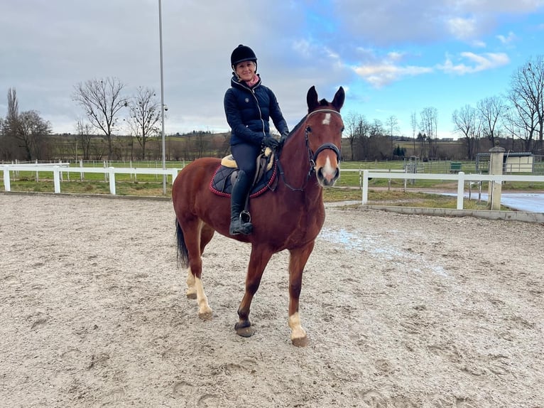 Franches-Montagnes Jument 4 Ans 153 cm Bai in Rümmingen