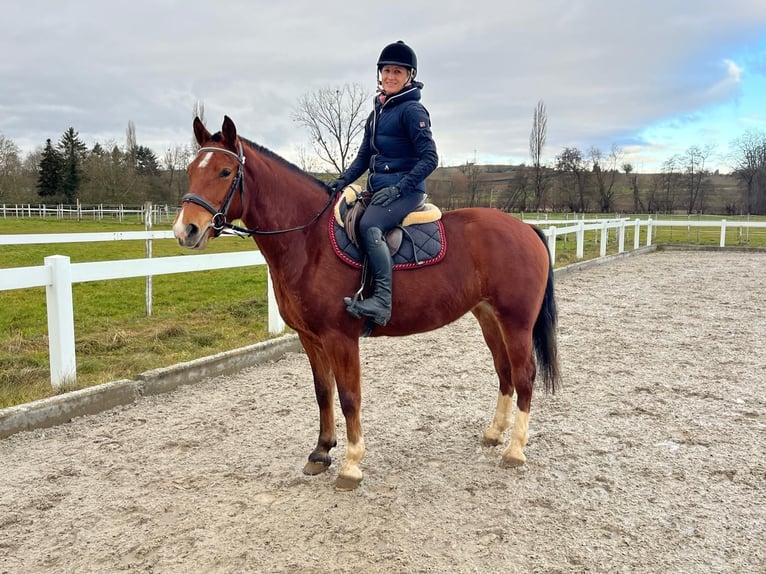 Franches-Montagnes Jument 4 Ans 153 cm Bai in Rümmingen