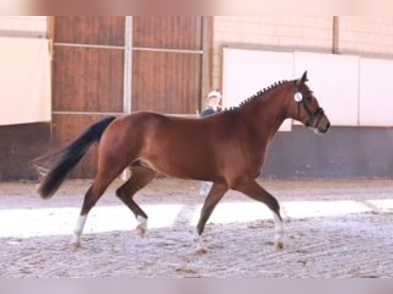 Franches-Montagnes Jument 4 Ans 153 cm Bai in Schönwalde-Glien