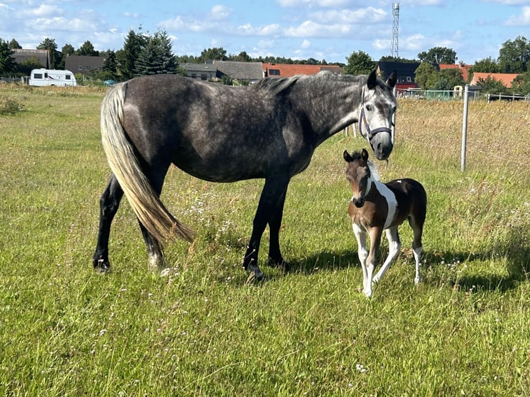 Franches-Montagnes Jument 4 Ans 154 cm Gris in LeopoldshagenMeiersberg