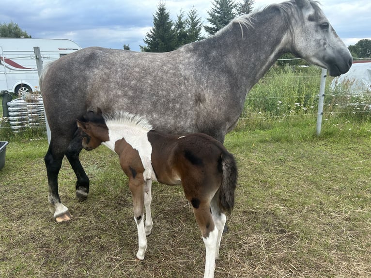 Franches-Montagnes Jument 4 Ans 154 cm Gris in LeopoldshagenMeiersberg