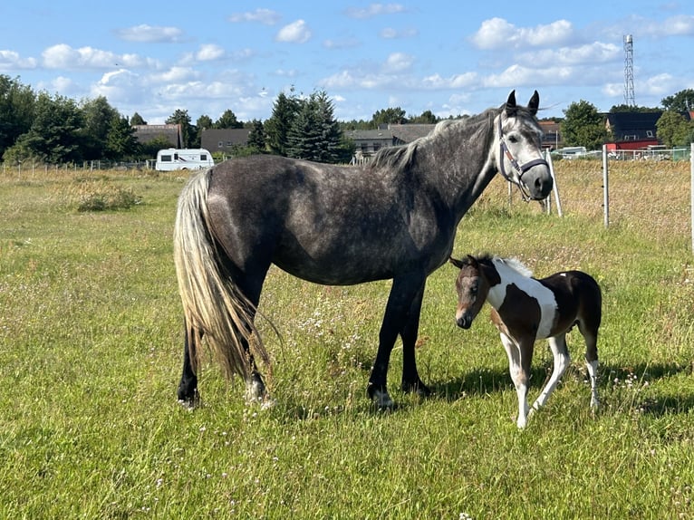 Franches-Montagnes Jument 4 Ans 154 cm Gris in LeopoldshagenMeiersberg