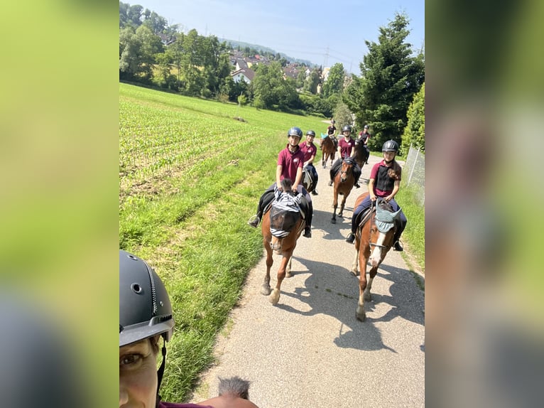 Franches-Montagnes Jument 4 Ans 155 cm Alezan in R&#xFC;mmingen