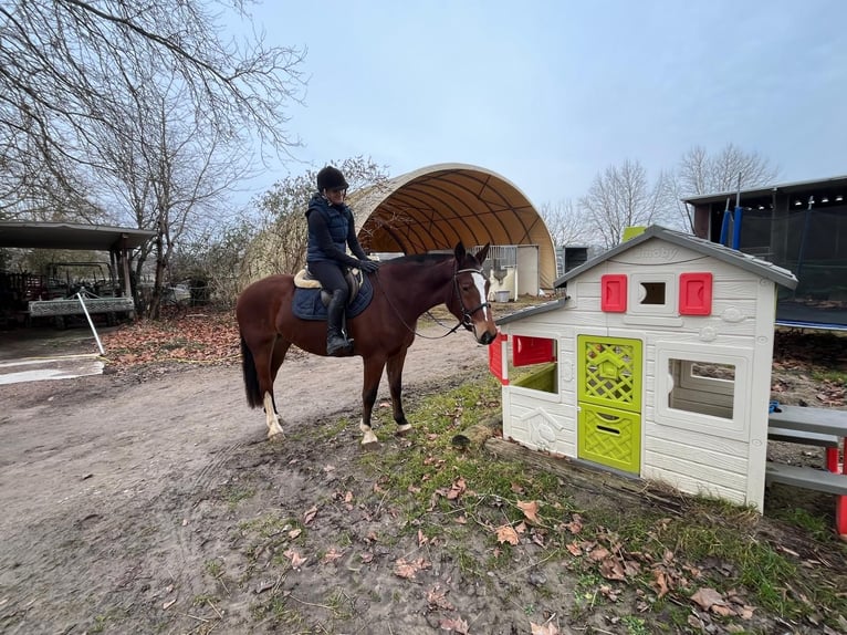 Franches-Montagnes Jument 4 Ans 156 cm Bai in Rümmingen