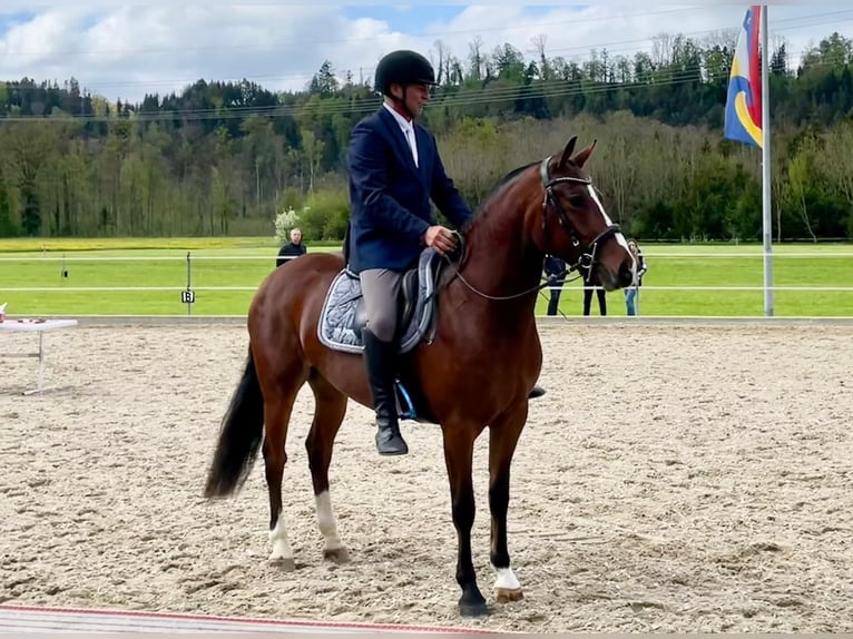 Franches-Montagnes Jument 4 Ans 156 cm Bai in Les Gevenez JU