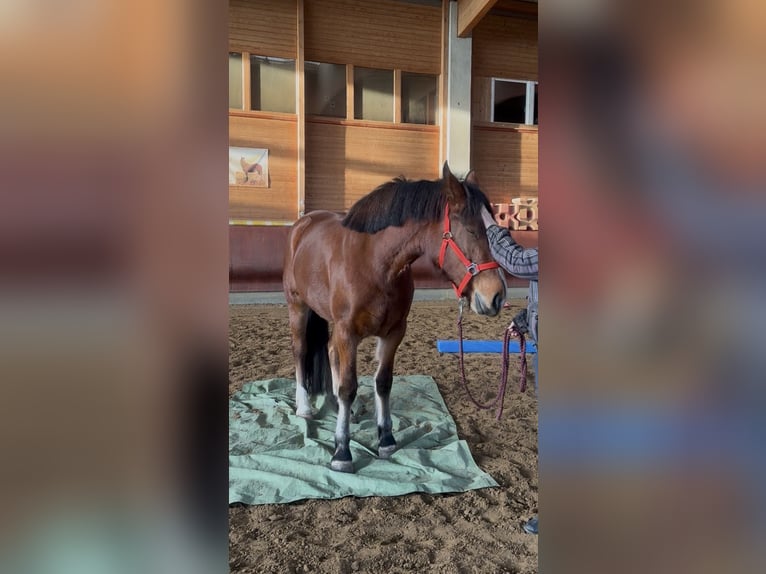 Franches-Montagnes Jument 4 Ans 156 cm Bai in Achstetten