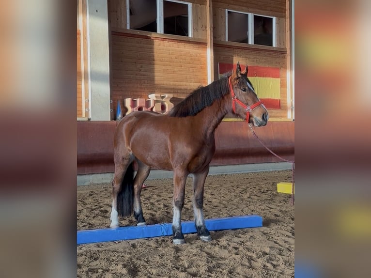 Franches-Montagnes Jument 4 Ans 156 cm Bai in Achstetten