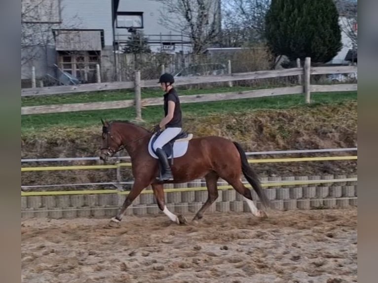 Franches-Montagnes Jument 4 Ans 157 cm Bai in Oberhelfenschwil