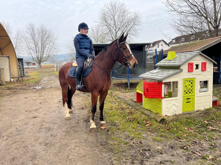 Franches-Montagnes Jument 4 Ans 158 cm Bai in Rümmingen