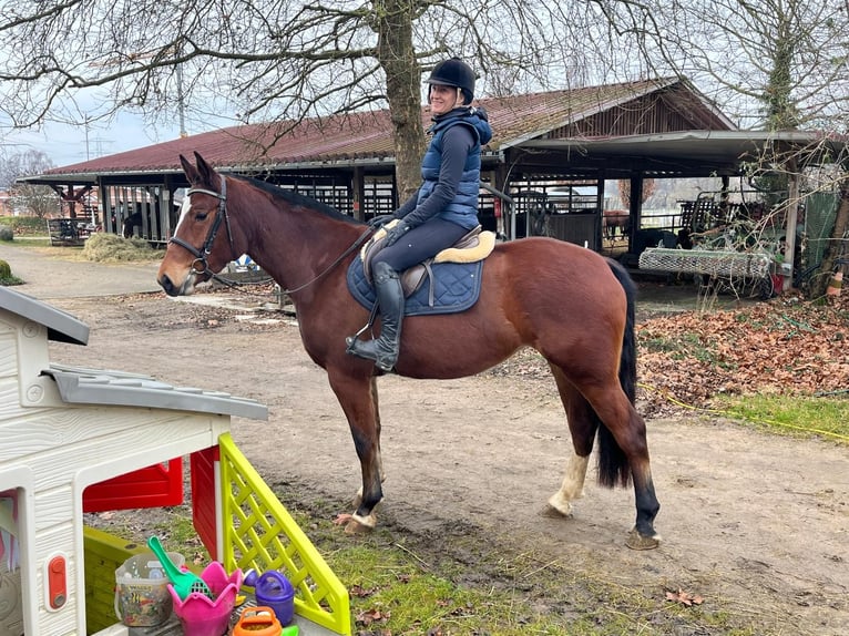 Franches-Montagnes Jument 4 Ans 158 cm Bai in Rümmingen