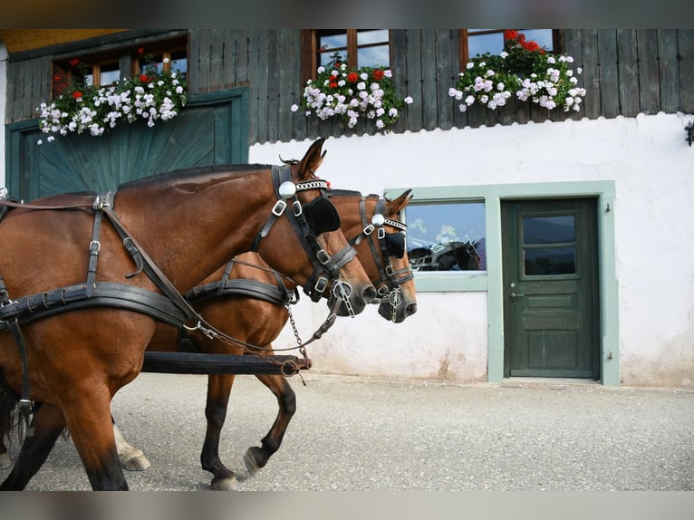 Franches-Montagnes Jument 4 Ans  in Seewen SO