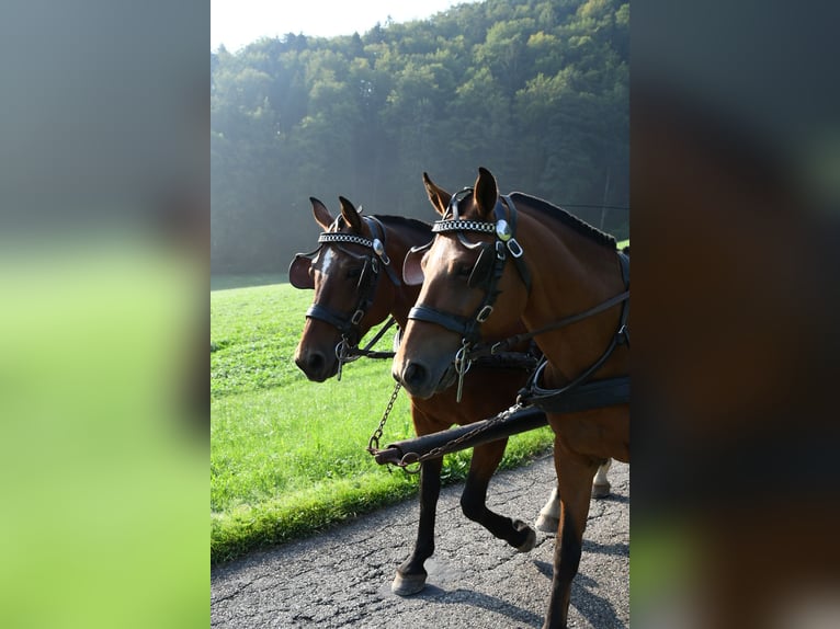 Franches-Montagnes Jument 4 Ans  in Seewen SO