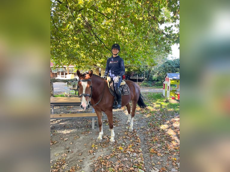 Franches-Montagnes Jument 5 Ans 153 cm Bai in Rümmingen