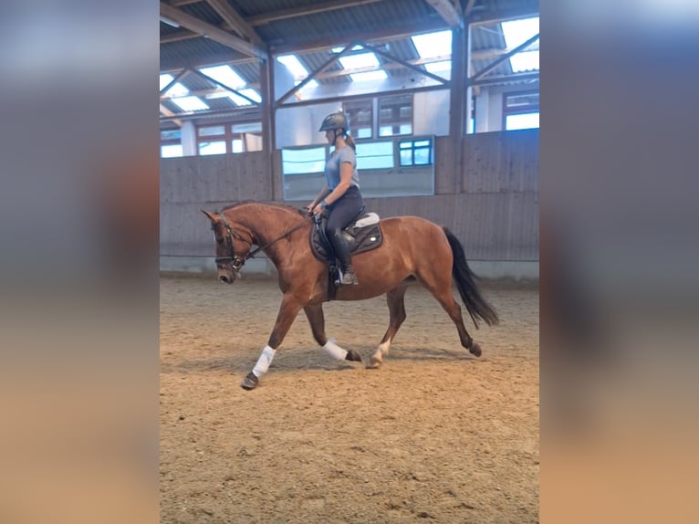 Franches-Montagnes Jument 5 Ans 155 cm Bai in Laupheim