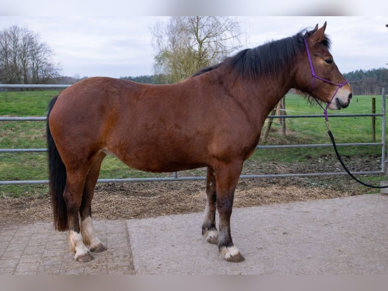 Franches-Montagnes Jument 5 Ans 156 cm Bai in Wigoltingen