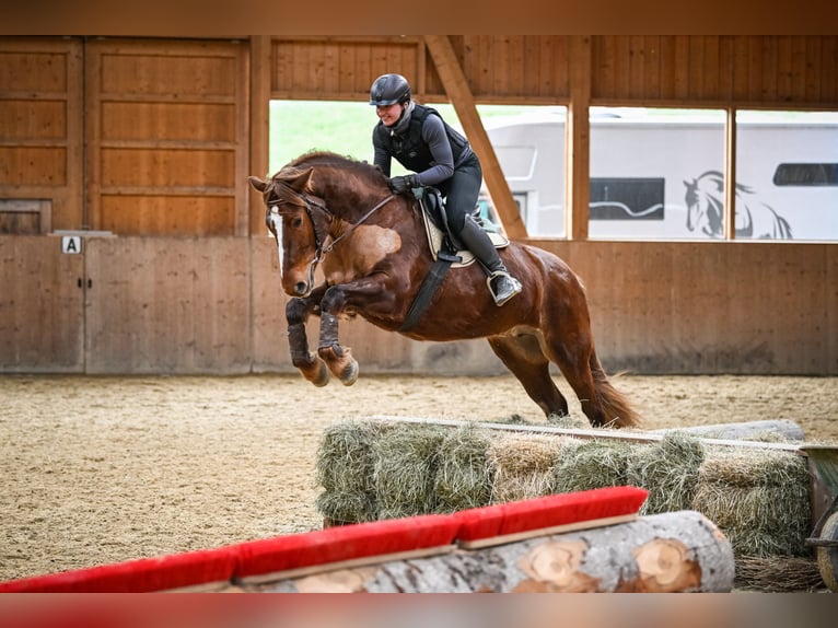 Franches-Montagnes Jument 5 Ans 157 cm Alezan brûlé in Einsiedeln