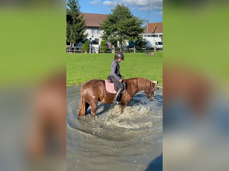 Franches-Montagnes Jument 5 Ans 157 cm Alezan brûlé in Einsiedeln