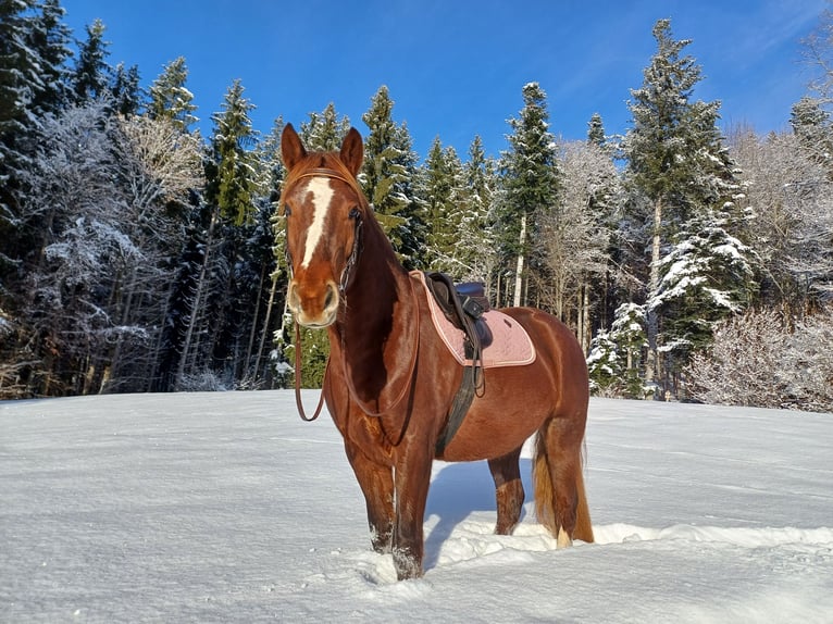 Franches-Montagnes Jument 5 Ans 157 cm Alezan brûlé in Einsiedeln