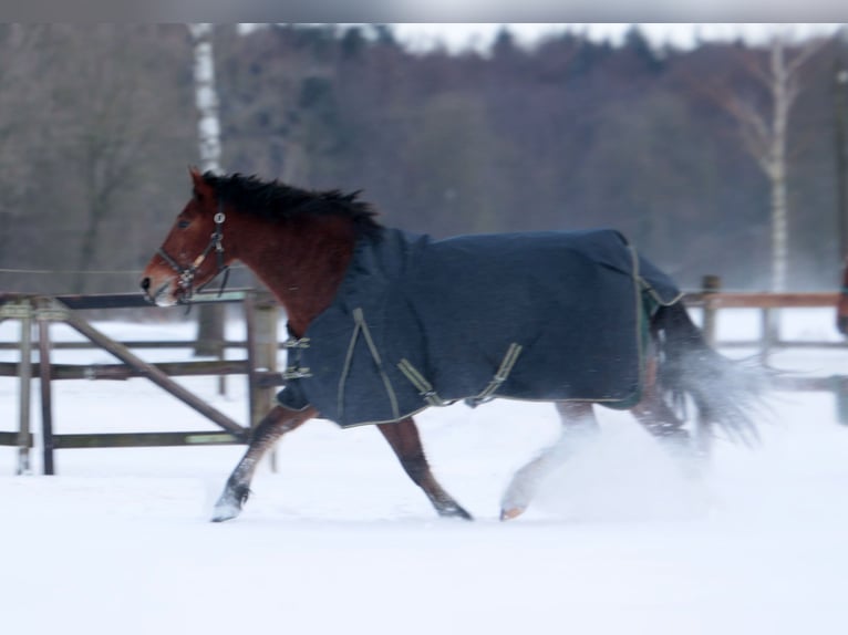 Franches-Montagnes Jument 5 Ans 159 cm Bai in Colnrade