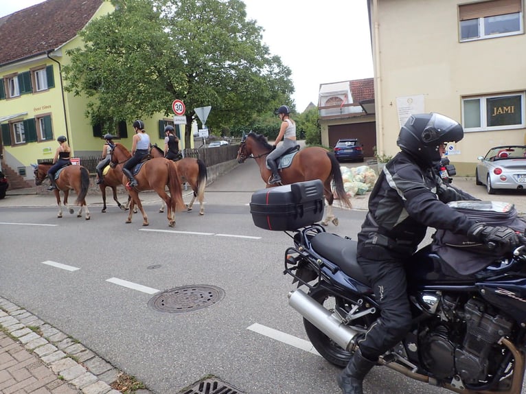 Franches-Montagnes Jument 5 Ans in Rümmingen