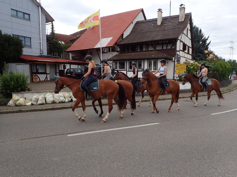 Franches-Montagnes Jument 5 Ans in Rümmingen