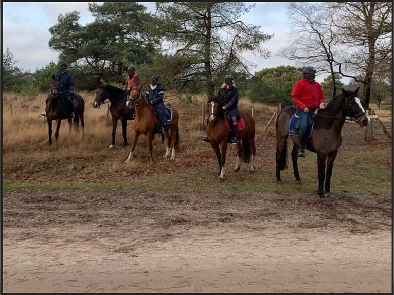 Franches-Montagnes Jument 6 Ans 151 cm Bai in Woudenberg