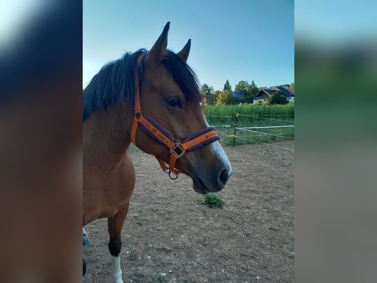 Franches-Montagnes Jument 6 Ans 153 cm  in Weissach