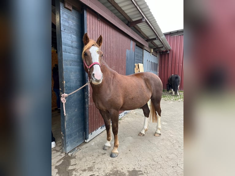 Franches-Montagnes Jument 6 Ans 155 cm Alezan in Braunschweig