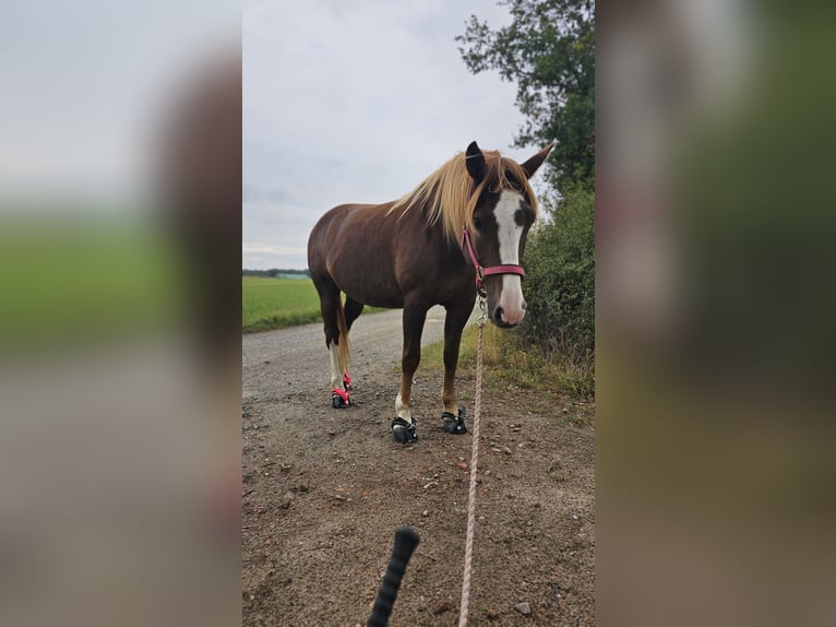 Franches-Montagnes Jument 6 Ans 155 cm Alezan in Braunschweig