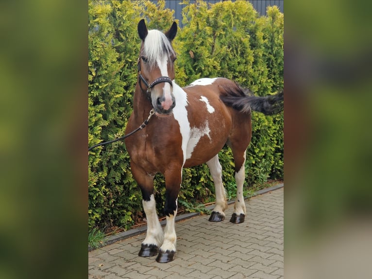 Franches-Montagnes Croisé Jument 6 Ans 155 cm Pinto in Kaldenkirchen