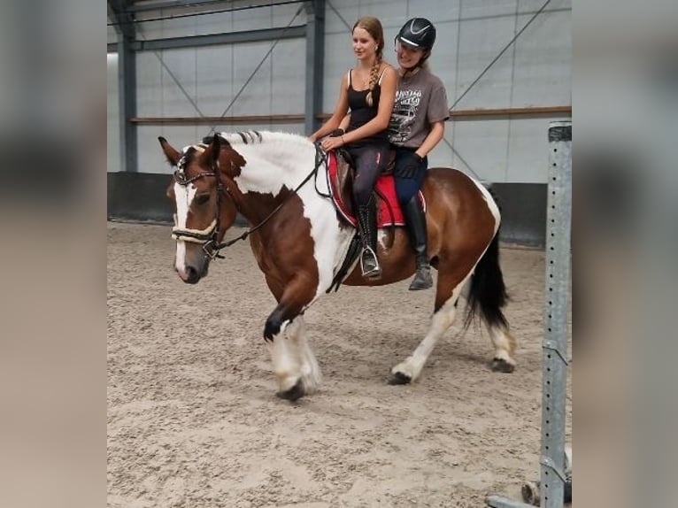 Franches-Montagnes Croisé Jument 6 Ans 155 cm Pinto in Kaldenkirchen