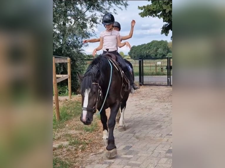Franches-Montagnes Croisé Jument 6 Ans 161 cm Noir in KALDENKIRCHEN