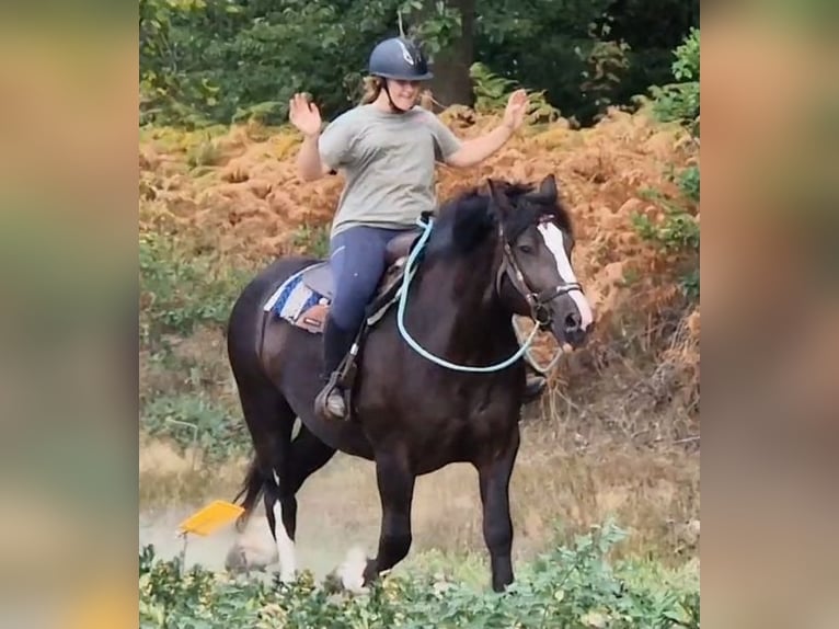 Franches-Montagnes Croisé Jument 6 Ans 161 cm Noir in KALDENKIRCHEN