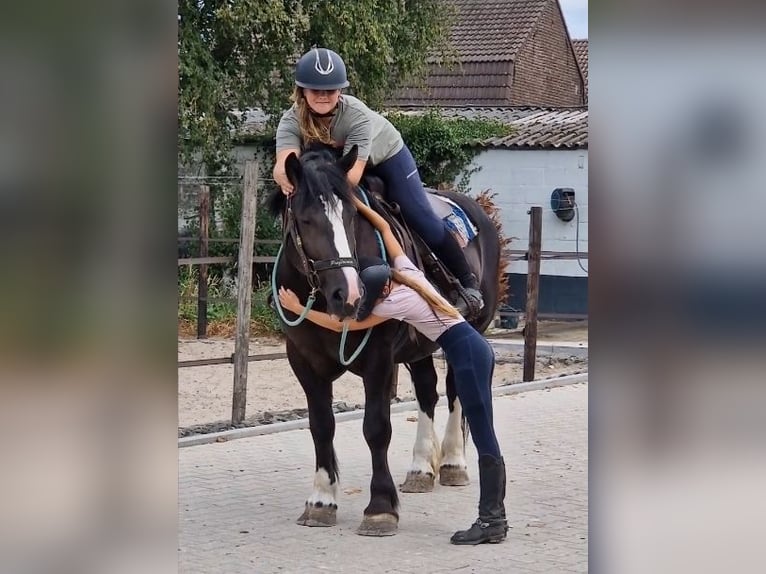 Franches-Montagnes Croisé Jument 6 Ans 161 cm Noir in KALDENKIRCHEN