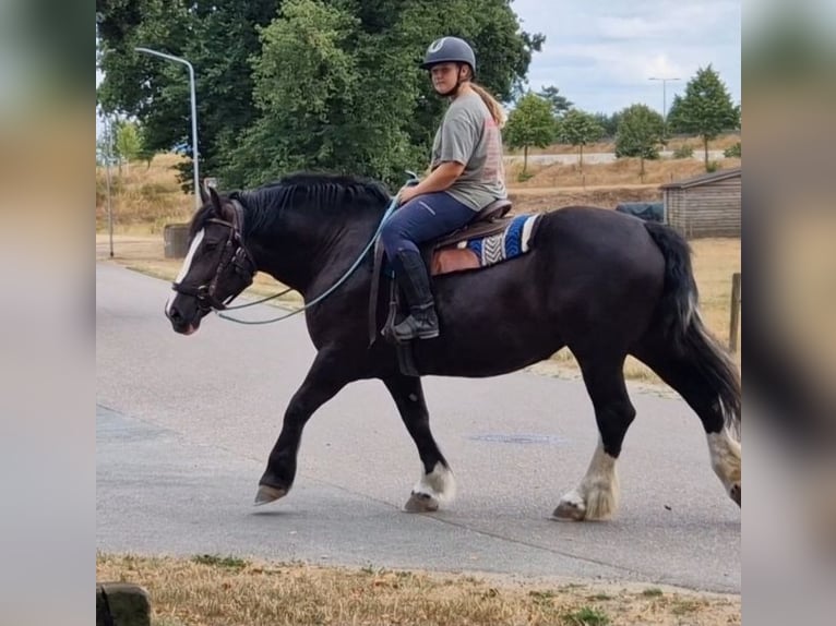 Franches-Montagnes Croisé Jument 6 Ans 161 cm Noir in KALDENKIRCHEN