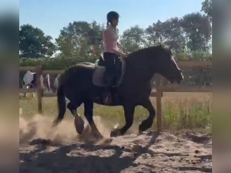 Franches-Montagnes Croisé Jument 6 Ans 161 cm Noir in KALDENKIRCHEN
