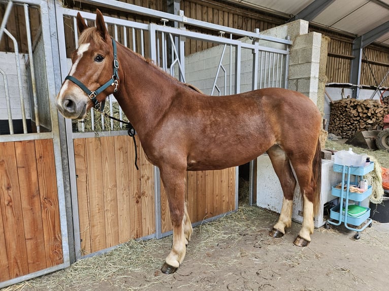 Franches-Montagnes Jument 6 Ans 165 cm Alezan in Messancy