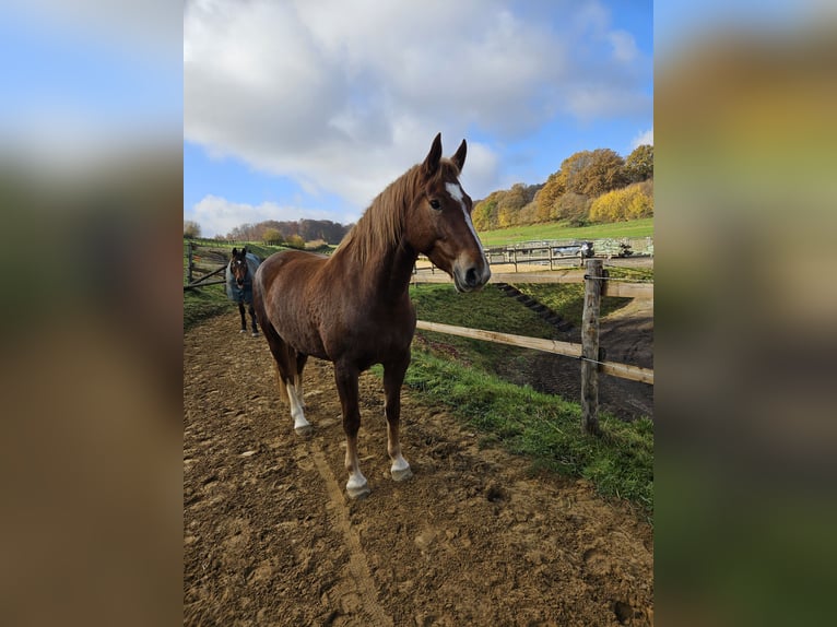 Franches-Montagnes Jument 6 Ans 165 cm Alezan in Messancy