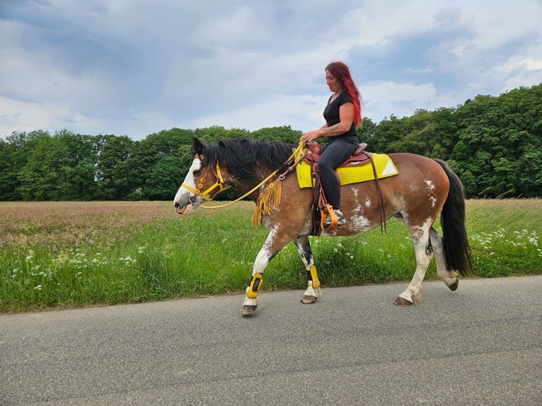 Franches-Montagnes Croisé Jument 7 Ans 155 cm Pinto in Linkenbach