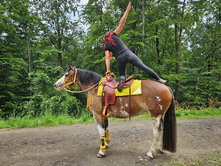 Franches-Montagnes Croisé Jument 7 Ans 155 cm Pinto in Linkenbach