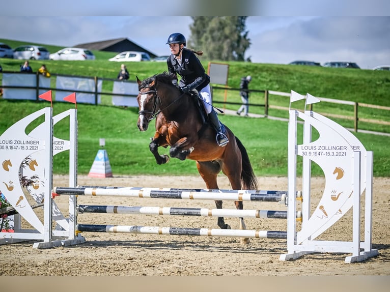 Franches-Montagnes Croisé Jument 7 Ans 156 cm Bai in Kilchberg ZH