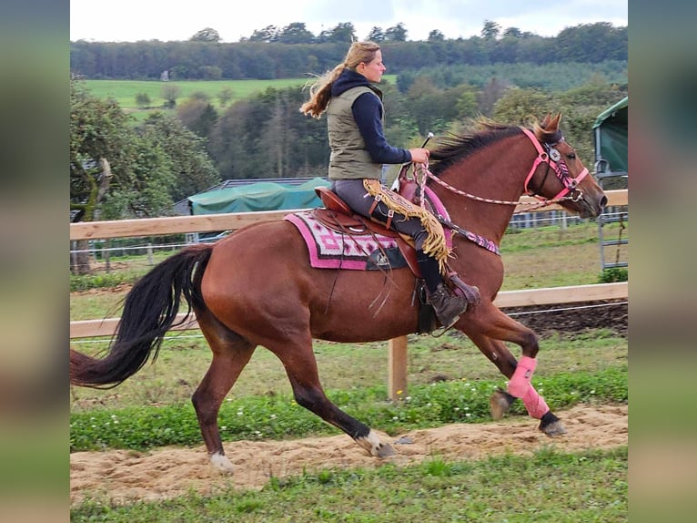 Franches-Montagnes Jument 7 Ans 158 cm Bai in Linkenbach