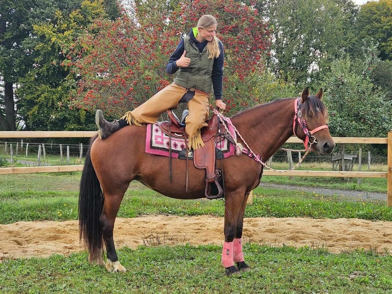 Franches-Montagnes Jument 7 Ans 158 cm Bai in Linkenbach