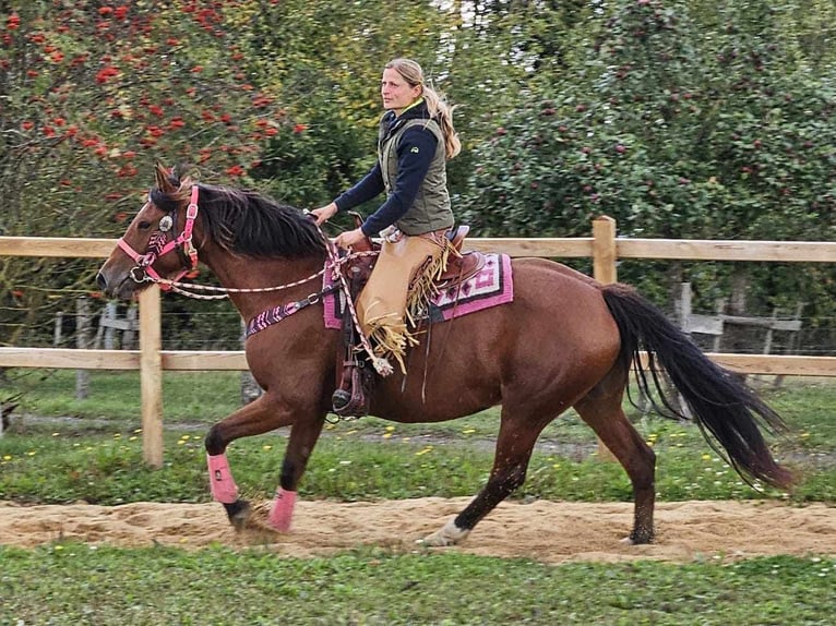 Franches-Montagnes Jument 7 Ans 158 cm Bai in Linkenbach