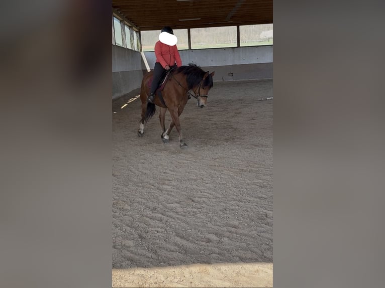 Franches-Montagnes Jument 7 Ans 160 cm Bai in Bausendorf