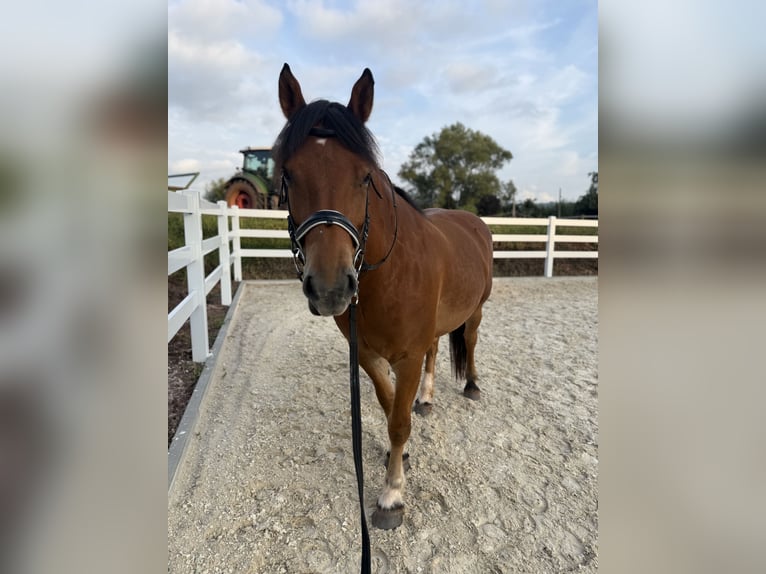 Franches-Montagnes Jument 7 Ans 160 cm Bai in Bausendorf