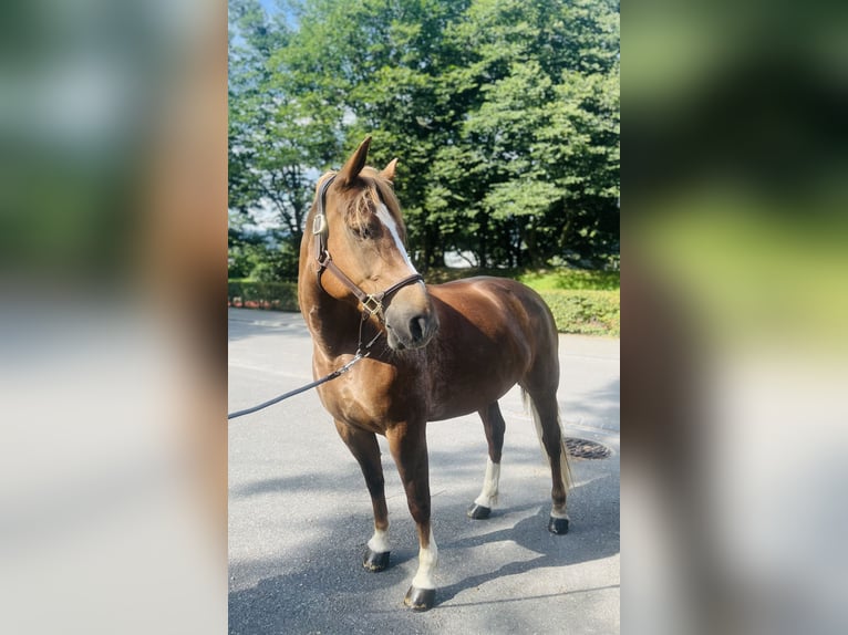 Franches-Montagnes Jument 8 Ans 155 cm Alezan in Dietikon