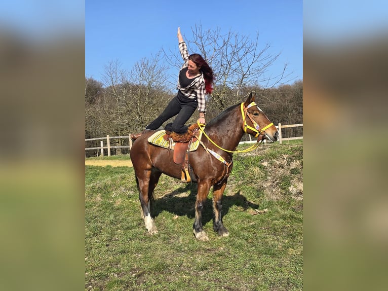 Franches-Montagnes Jument 8 Ans 155 cm Bai in Linkenbach